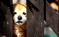Desktop wallpaper. Dogs. ID:48436