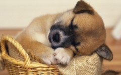 Desktop wallpaper. Dogs. ID:48439