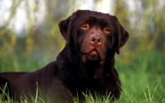 Desktop wallpaper. Dogs. ID:48440