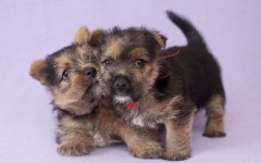 Desktop wallpaper. Dogs. ID:48441