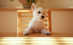 Desktop wallpaper. Dogs. ID:48443