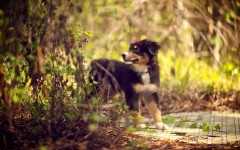 Desktop wallpaper. Dogs. ID:48444