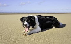 Desktop wallpaper. Dogs. ID:48445