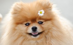 Desktop wallpaper. Dogs. ID:48448