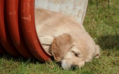 Desktop wallpaper. Dogs. ID:48449