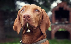 Desktop wallpaper. Dogs. ID:48450