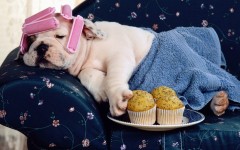 Desktop wallpaper. Dogs. ID:48451