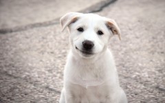 Desktop wallpaper. Dogs. ID:48455