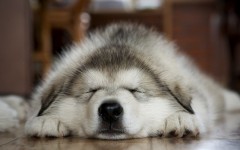 Desktop wallpaper. Dogs. ID:48463