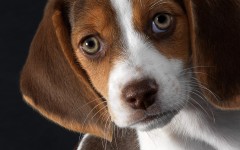 Desktop wallpaper. Dogs. ID:48466