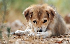 Desktop wallpaper. Dogs. ID:48467