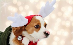 Desktop wallpaper. Dogs. ID:48473