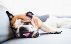 Desktop wallpaper. Dogs. ID:48474