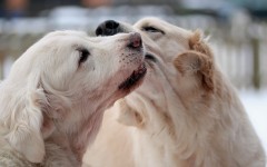 Desktop wallpaper. Dogs. ID:48480