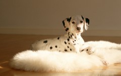 Desktop wallpaper. Dogs. ID:48486