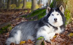 Desktop wallpaper. Dogs. ID:48488