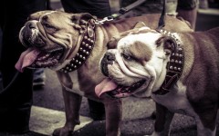 Desktop wallpaper. Dogs. ID:48490