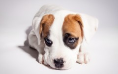 Desktop wallpaper. Dogs. ID:48497