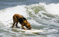 Desktop wallpaper. Dogs. ID:48500