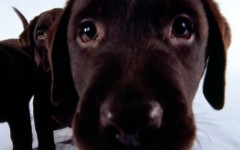 Desktop wallpaper. Dogs. ID:48506