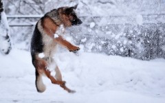Desktop wallpaper. Dogs. ID:48511