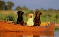 Desktop wallpaper. Dogs. ID:48514