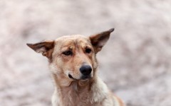 Desktop wallpaper. Dogs. ID:48516