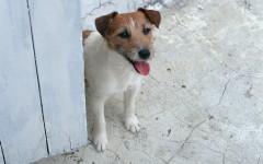 Desktop wallpaper. Dogs. ID:48522