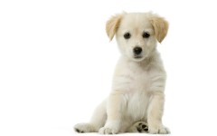 Desktop wallpaper. Dogs. ID:48523