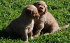 Desktop wallpaper. Dogs. ID:48524