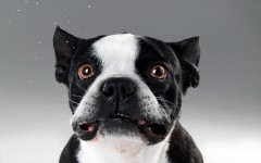 Desktop wallpaper. Dogs. ID:48527