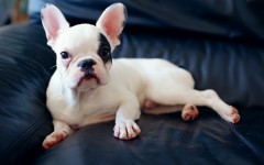 Desktop wallpaper. Dogs. ID:48528