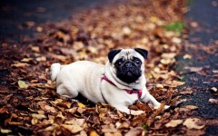 Desktop wallpaper. Dogs. ID:48529