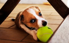 Desktop image. Dogs. ID:48533