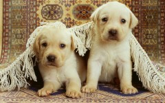 Desktop image. Dogs. ID:48534