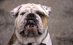 Desktop image. Dogs. ID:48535