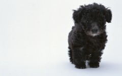 Desktop image. Dogs. ID:48541