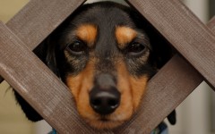 Desktop image. Dogs. ID:48543