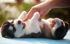 Desktop image. Dogs. ID:48545