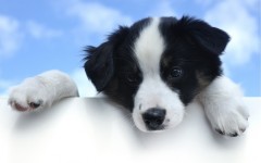 Desktop wallpaper. Dogs. ID:48548