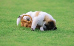 Desktop wallpaper. Dogs. ID:48551
