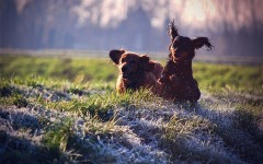 Desktop wallpaper. Dogs. ID:48554