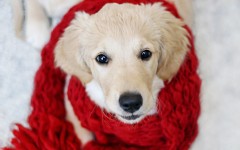 Desktop wallpaper. Dogs. ID:48557