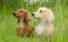 Desktop wallpaper. Dogs. ID:48558