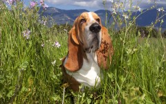 Desktop wallpaper. Dogs. ID:48561