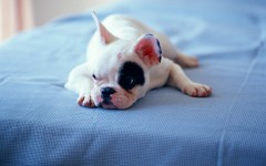 Desktop wallpaper. Dogs. ID:48577