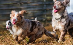 Desktop wallpaper. Dogs. ID:48578