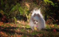 Desktop wallpaper. Dogs. ID:48579