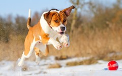 Desktop wallpaper. Dogs. ID:48580