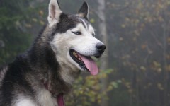 Desktop wallpaper. Dogs. ID:48581